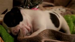 フレンチブルドック4兄弟