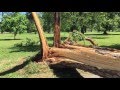 Wind  Storm Damage, Richmond VA, 6/18/16, Byrd Park [HD]