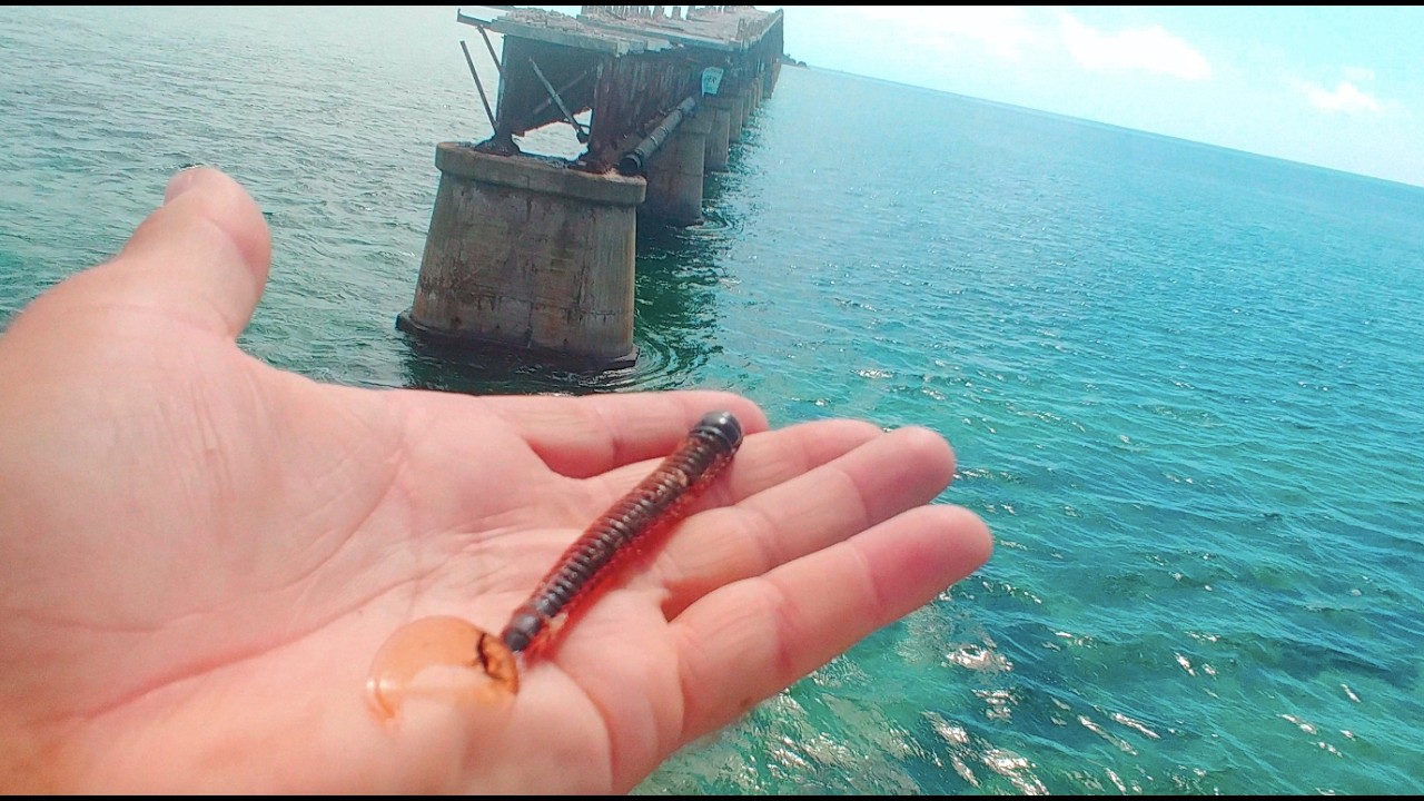 Ep. 5 – Ringworms | Bass Fishing School
