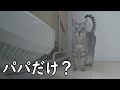 ママが入院してパパだけで帰宅したときの猫達の反応