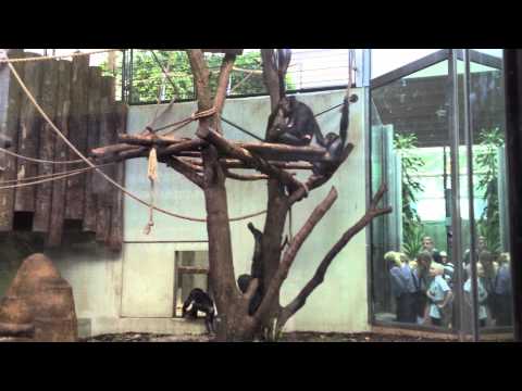 Video: Er chimpanser aber?