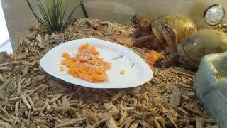 Box Turtles eating sweet potatoes