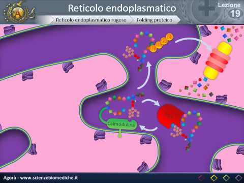 Citologia 19 - Reticolo endoplasmatico