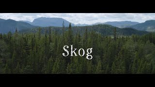 Naturtyper i Norge: Skog
