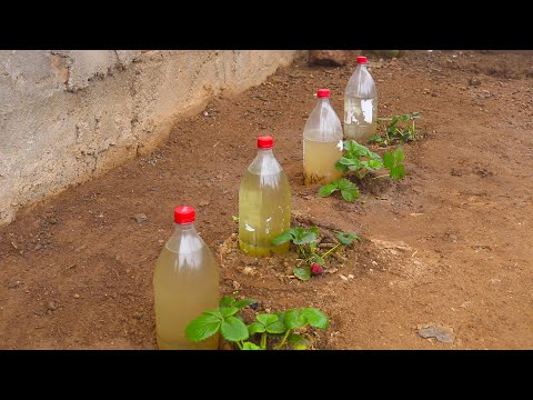 Como hacer RIEGO POR GOTEO con botellas de plástico reciclado