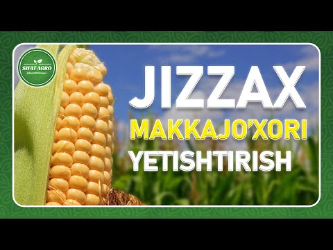 Ayollar jinni porno videolar Jinsiy aloqador kulgichlar