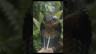 Black Cobra Attacks Woman While Feeding! 🐍😱 #snake #snakeattack #trending #viral #shorts #viralvideo