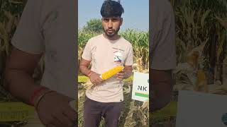 makka jo pani se bhi na gale 6802 plus Syngenta #agriculture #makka #kishan# Maize# 🌽