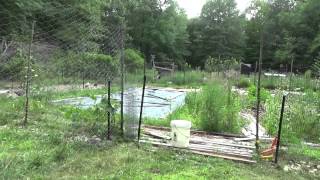 fence electric chicken raccoon stop