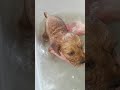 How to bath your Cavoodle puppy