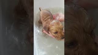 How to bath your Cavoodle puppy