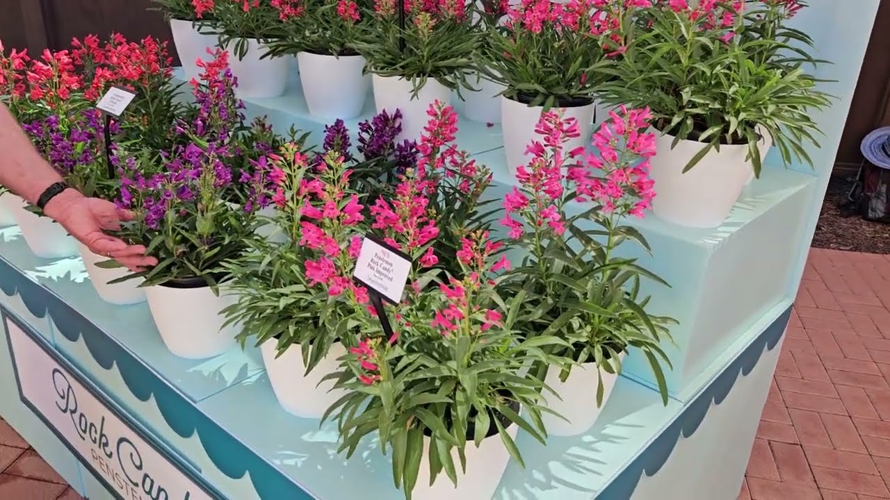 Our Newest Penstemon from Darwin Perennials for 2026