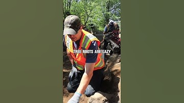 Arborists Says Why People Are Like Trees and Roots #treemaintenance #treeroots #arborist #trees