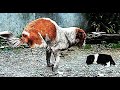 EL VIDEO MÁS HERMOSO Y CONMOVEDOR DEL MUNDO “Perras arriesgando sus vidas por sus cachorros”