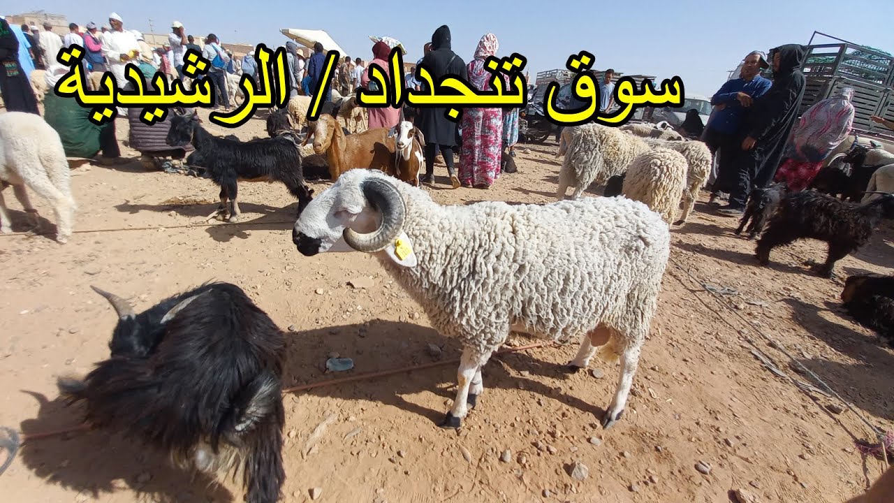 أثمنة الخرفان اليوم بسوق الأحد تنجداد اقليم الرشيدية .. السوق الأخير قبل عيد الأضحى