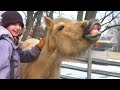 The WorldтАЩs Funny Animals Are Here ЁЯШВ Best Funniest Animal Videos Of The Year The WorldтАЩs Funny Animals Are Here ЁЯШВ Best Funniest Animal Videos Of The Year