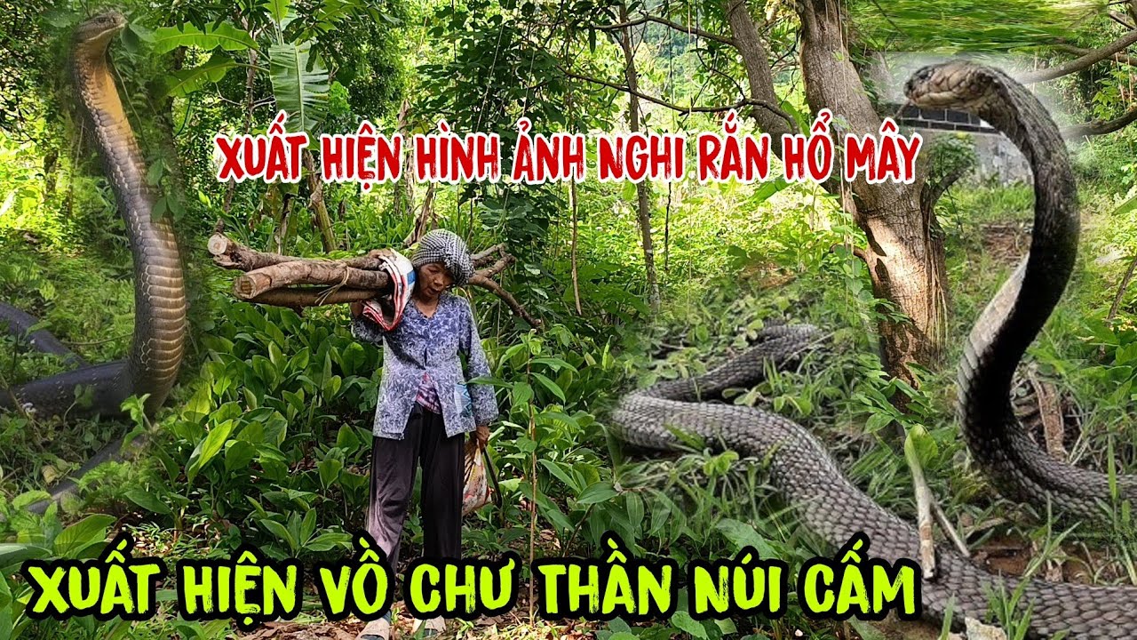 Xuất Hiện Hình Ảnh Nghi Là Rắn Hổ Mây To Lớn Trên Vồ Chư Thần Núi Cấm Bà Con Bỏ Chạy