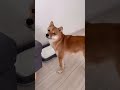 散歩に行きたいけど諦めて褒美をもらう犬 #柴犬 #豆柴