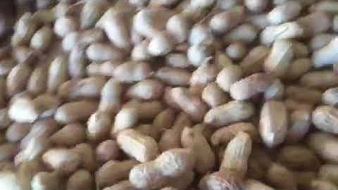 Taiho Peanuts in Shell Sorting Solutions Broken Shells sorting automatically pick out the Broken She