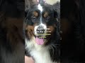 Did you know any of these facts? Comment how many you knew!👇#bernesemountaindog #dogs #dog #pets