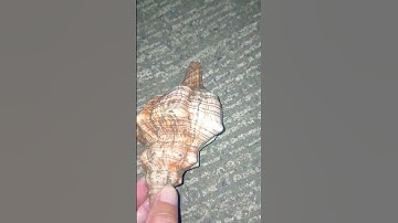 How to let a shy hermit crab show up?🪄✨🦀 #shorts #satisfying#trending #viral #philippines#hermitcrab