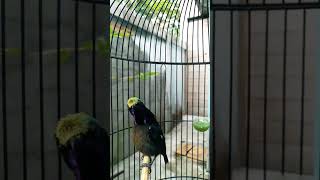 Konin Dacok Kolibri Ninja Gacor