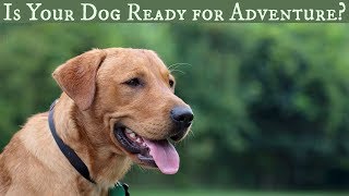 How We Prepare Dogs for High Distraction Environments