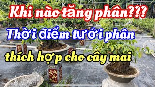 Khi nào nên tăng phân cho mai vàng, thời điểm thích hợp tưới phân cho cây mai | Út Thạch