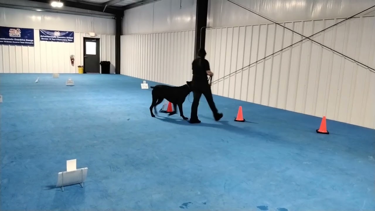 AKC Rally Intermediate Course 2 Bjorn