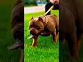 Pitbull #viral #trending #shorts #dogdays