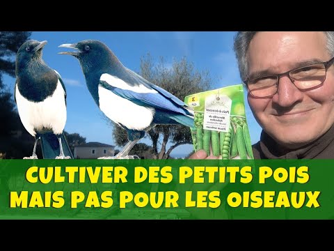 Vidéo: Plantes Sans Gousses De Pois - Pourquoi Les Pois De Jardin Sont Tous Des Feuillages Et Pas De Gousses