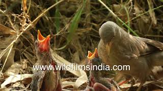 Jungle Babbler juvenile twins fall out of nest, crane neck as parent drops in food
