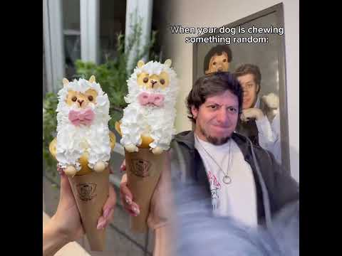 When Dogs Have Something In Their Mouths Dog Funnydogs Funnydogvideos Funny 