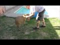 Even the Most Sweet Natured Pet Capybara Can Turn Aggressive甘い性格のペットカピバラは攻撃的になる
