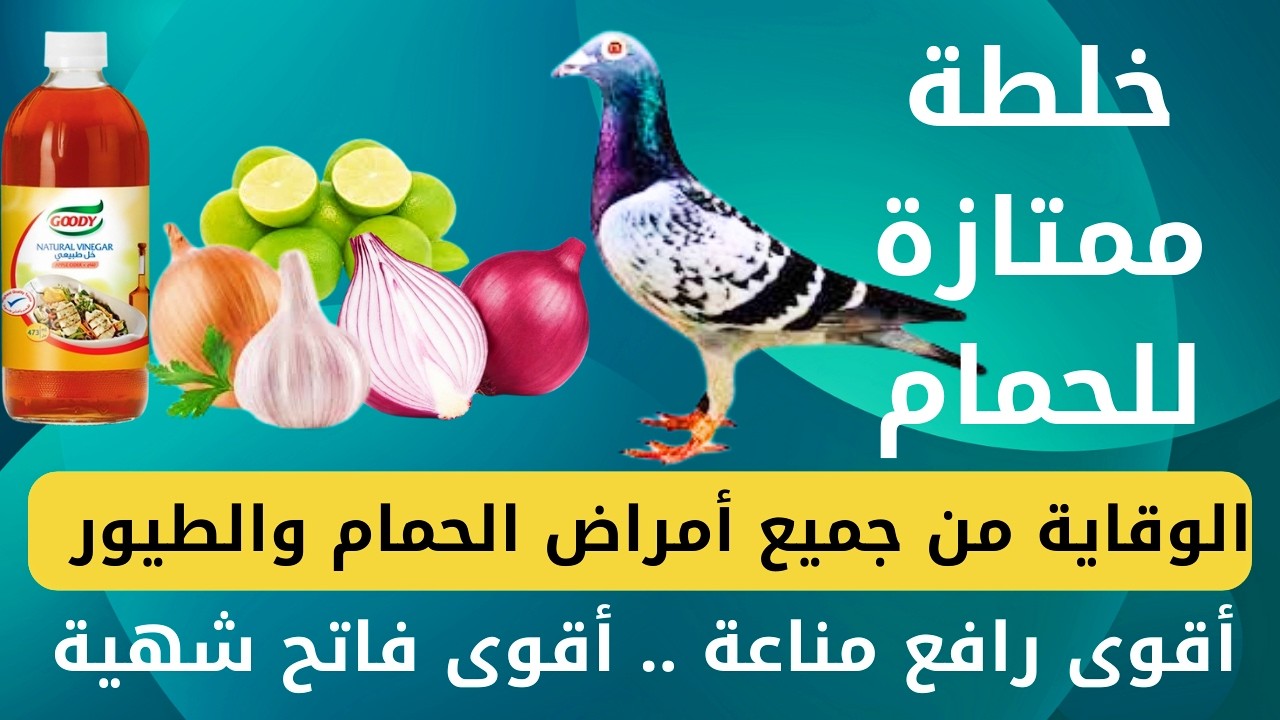 خلطة الوقاية للحمام| الثوم والبصل والخل والليمون| انسى جميع الأمراض صيف وشتا| تربية الحمام الزاجل