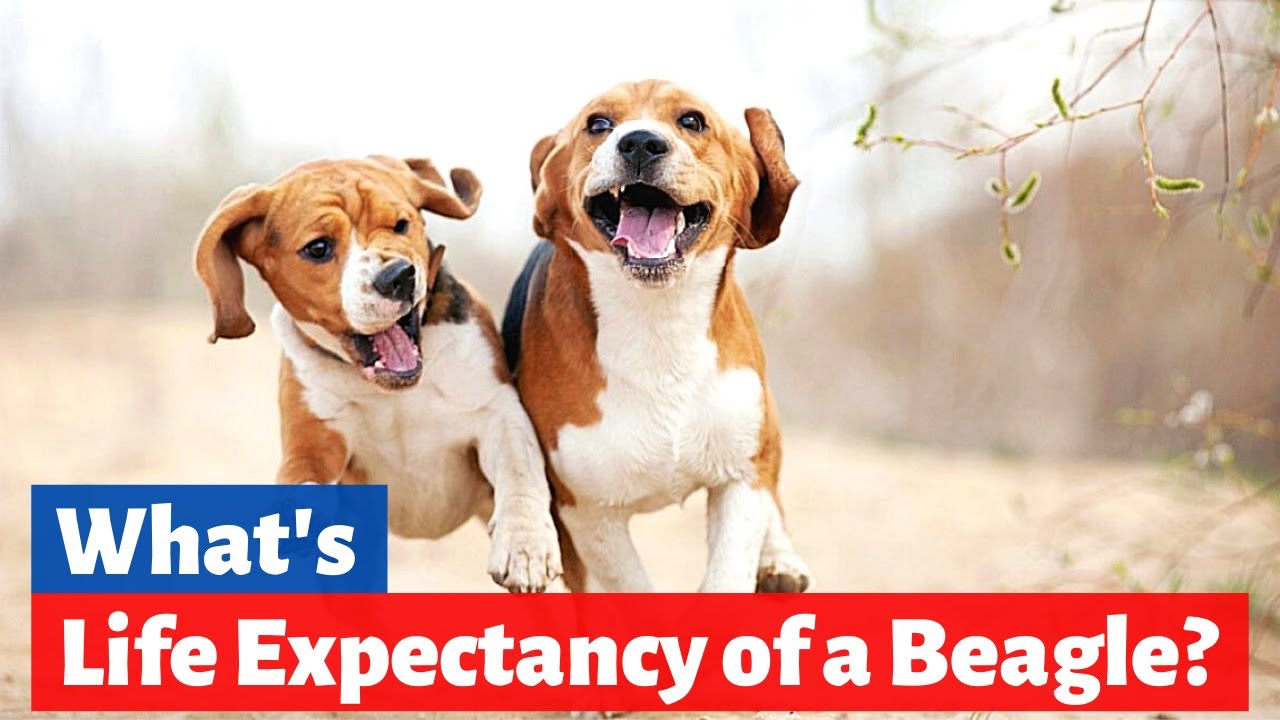 What'S The Average Life Expectancy In Beagles? Beagle Life Expectancy