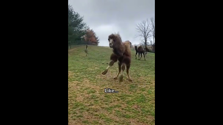 A camel loves parties