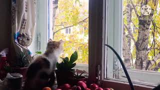 Осень и кошка Лукерья