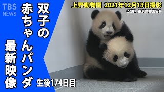 【最新映像】上野動物園 双子の赤ちゃんパンダ ２頭の特徴がはっきりと シャオシャオはジャレるの大好き　レイレイは１頭で静かに過ごしたい（１２月１３日撮影）