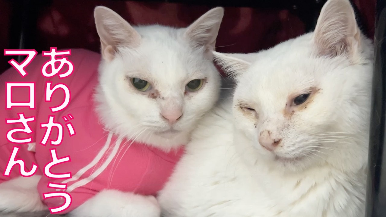 不調の珍獣、亡くした相棒の存在感 Our spacecat - YouTube