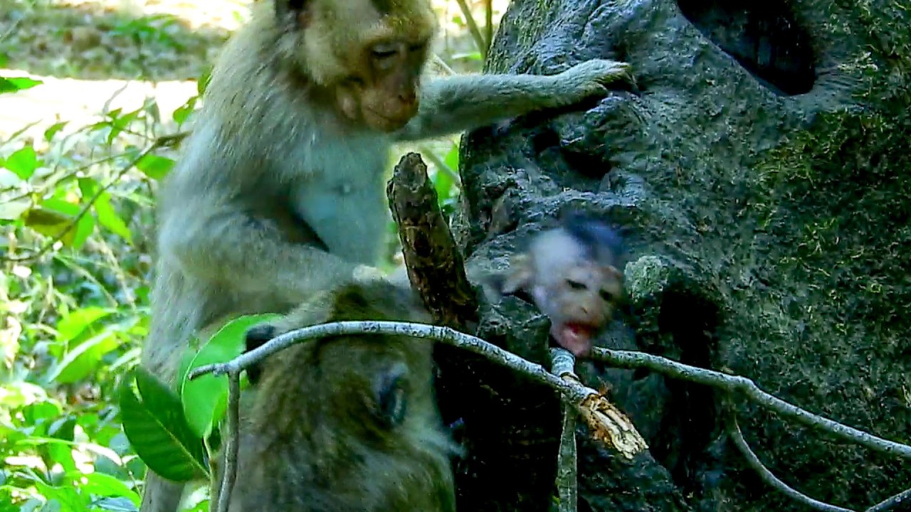 That`s wrong.. JIVA decided followed auntie JONNA to get away from DESTINY but that is so different.