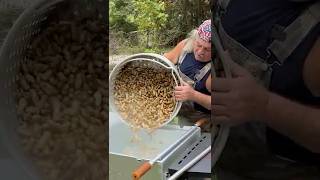 Boiled Peanuts