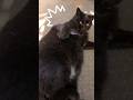 ダイエットを諦めた訳じゃない猫　　Cat trying to lose weight　#cat #funnycat #shorts