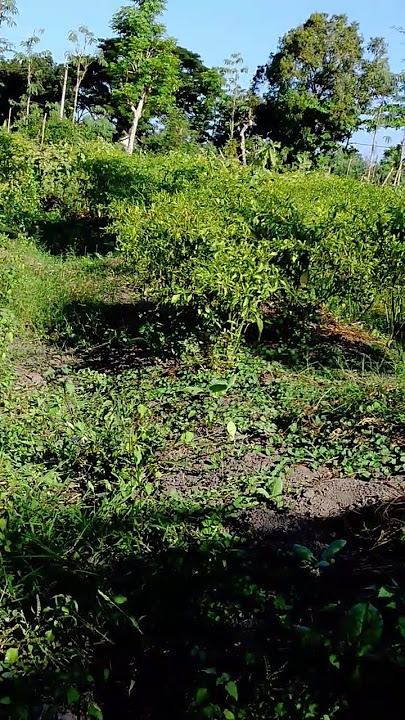 cara panen cabe ges