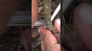 Best Way to Perform Rambutan Tree Grafts in Under 1 Minute @LeafglowHD @FruitGlowHD  #grafting