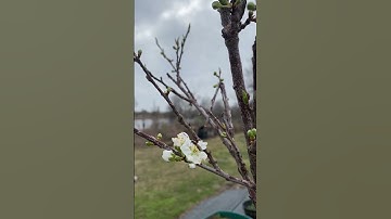 Thumbnail of Santa Rosa Plum Tree Blooms