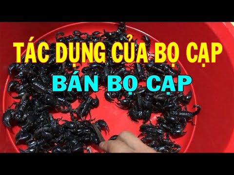 Video Bọ cạp có tác dụng gì - Mua bọ cạp ở đâu - Rượu bọ cạp - youtube
