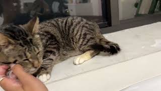 IMG 3690