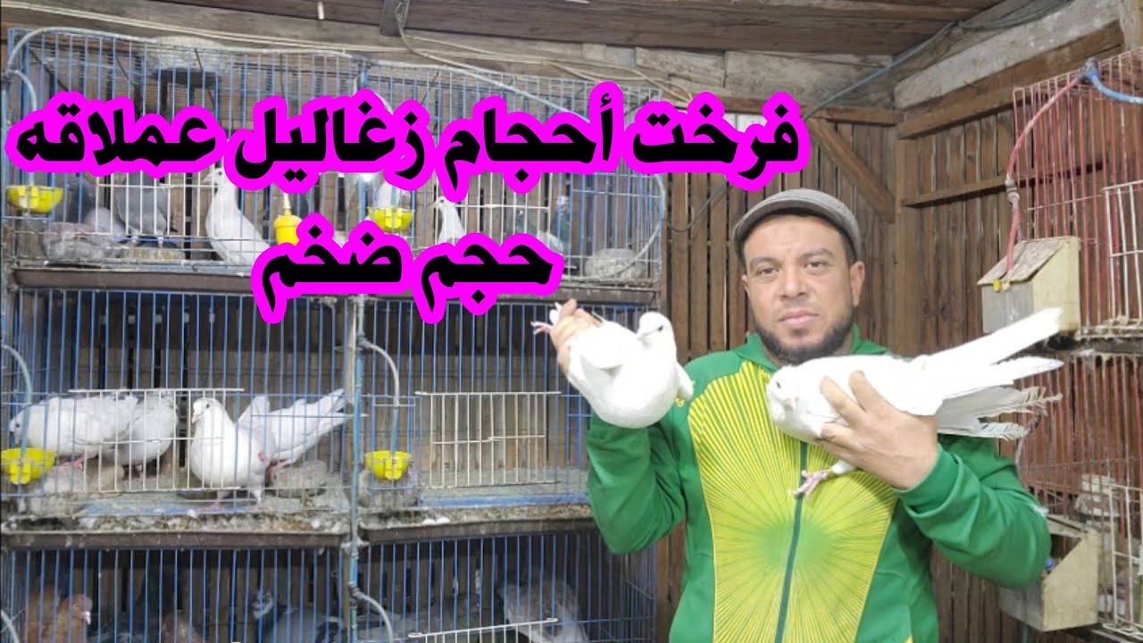 وصلت لتهجين أحجام ضخمه للأكل شوف بنفسك وأعرف الطريقه الصح 🔥🔥