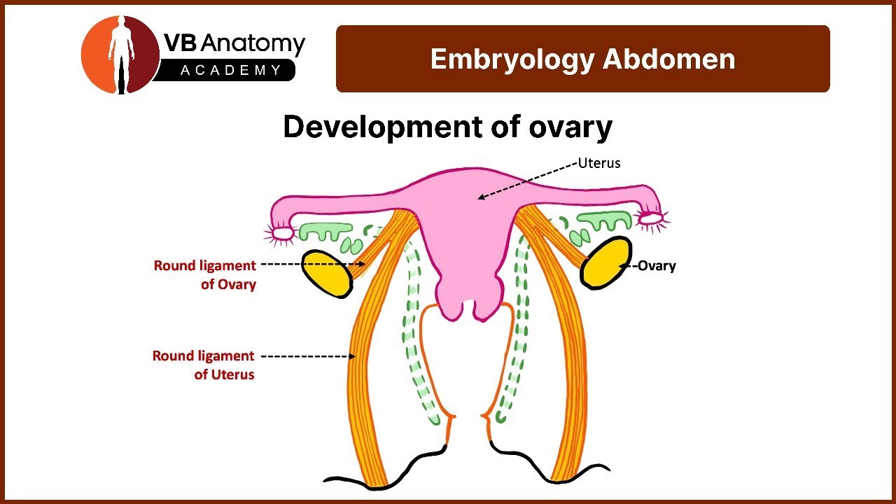 Development of Ovary: A Step-by-Step Explanation